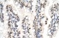 RUNDC2A antibody - N-terminal region